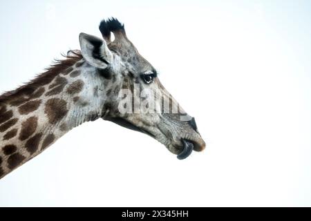 Funny Giraffe portrait isolated in white background in Kruger National park, South Africa ; Specie Giraffa camelopardalis family of Giraffidae Stock Photo
