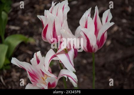 Tulip Clusiana 'peppermintstick', Kew Gardens; Royal Botanical Gardens 