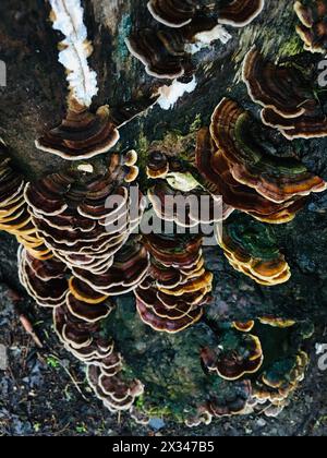 rainbow colored, layered tree fungus Stock Photo - Alamy