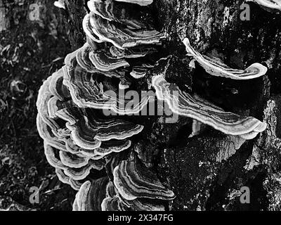 rainbow colored, layered tree fungus Stock Photo - Alamy