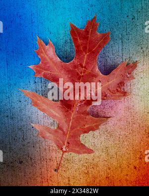 multi color oak leaf Stock Photo