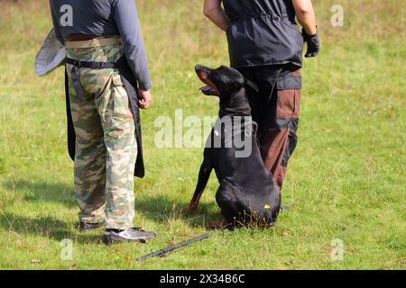 Two men is dog trainer stand with doberman pinscher on grass Stock Photo