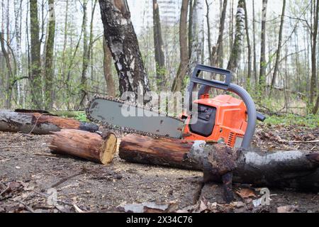 Chainsaw lying on the ground near the dry sawn tree Stock Photo