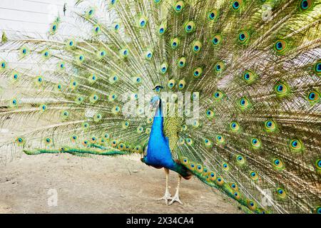 Peacock with the spread tail in the open-air cage. Stock Photo