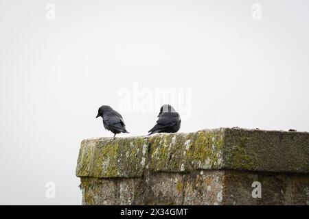 Pair of Jackdaw  sitting on chimney. Western Jackdaw (Corvus monedula), also known as the Eurasian jackdaw, the European jackdaw, or simply the jackda Stock Photo