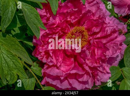A Peony in full Spring bloom Stock Photo