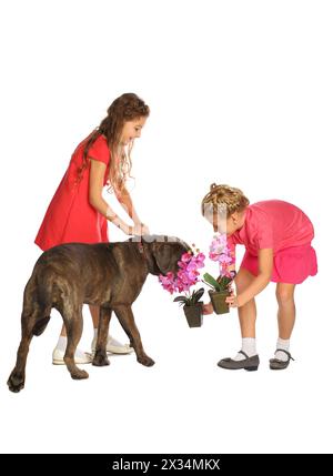 Two beautiful girls with a big dog and orchids in pots isolated on white Stock Photo