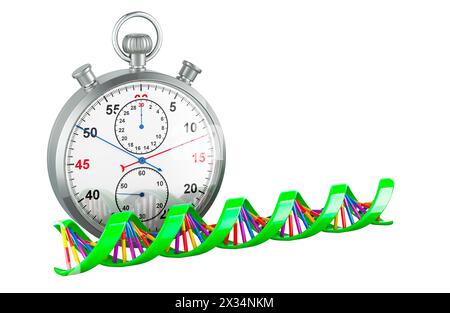 DNA spiral with stopwatch, 3D rendering isolated on white background Stock Photo