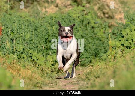 American bulldog out running and playing in a green field Stock Photo