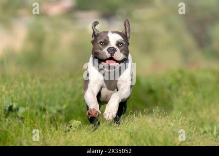 American bulldog up close running through green fields Stock Photo