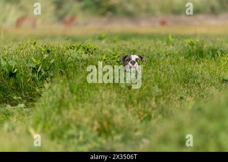 American bulldog hiding in the tall green grass for a natural portrait Stock Photo