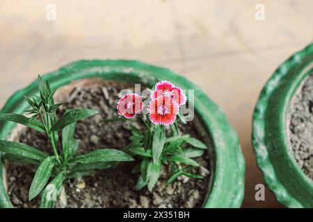 Rainbow pink or china pink flowers growing up on the tub Stock Photo