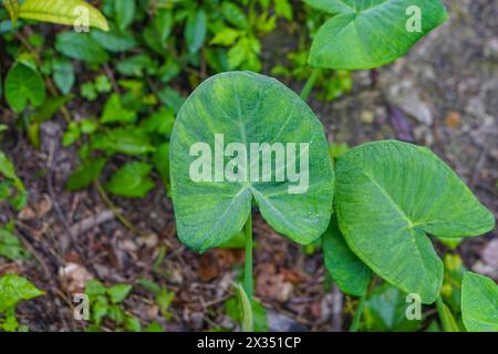 Taro Leaves Growing Up In The Forest Stock Photo