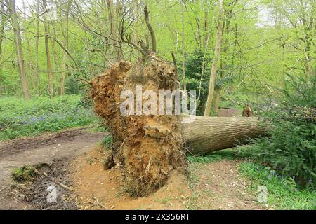 Large exposed roots of a fallen Ash tree in Trosley woods Stock Photo