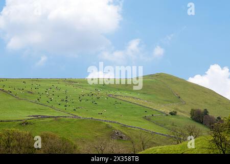 Cows, cattle, grazing on hillside fields in the English Peak District seen from dovedale Derbyshire England Stock Photo