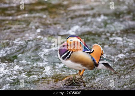 Mandarin duck Aix galericulata on the river Dove at Milldale Derbyshire Dovedale in the English Peak District Stock Photo