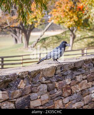 A Large-billed Crow (Corvus macrorhynchos) with glossy plumage perching on a wall, seen in Jakar, Bumthang in the Himalayan Kingdom of Bhutan Stock Photo