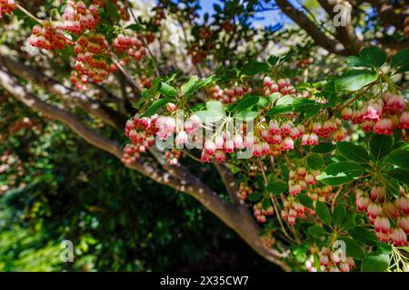 Creamy red veined bell-shape spring flowers of Redvein enkianthus ...