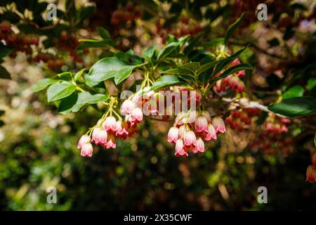 Creamy red veined bell-shape spring flowers of Redvein enkianthus, enkianthus campanulatus, in bloom, RHS Garden, Wisley, Surrey, south-east England Stock Photo