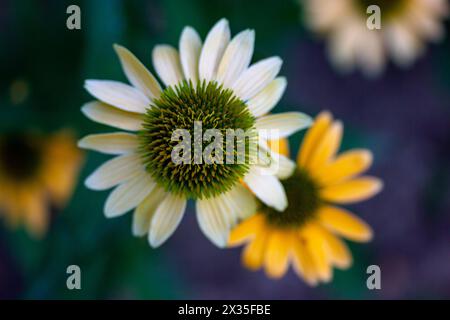 Single Helianthus schweinitzii pale yellow flower on dark blue background macro photo. Beautiful sunflower in summer garden. Perennial wildflower. Stock Photo