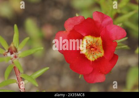 Moss-rose purslane (Portulaca grandiflora), flower, native to South America Stock Photo