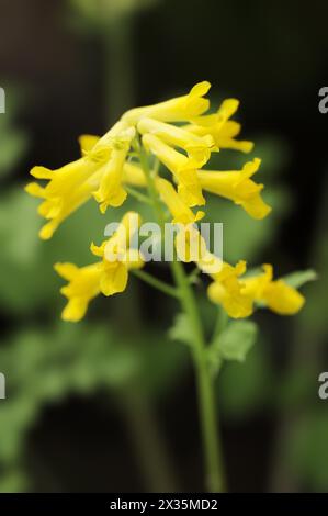 Rock corydalis (Pseudofumaria lutea), flowers, North Rhine-Westphalia, Germany Stock Photo