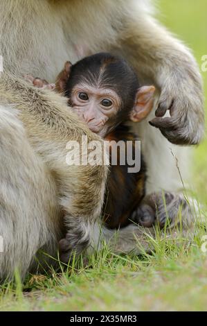 Barbary macaque (Macaca sylvanus), juvenile, captive, occurring in Morocco, Algeria and Gibraltar Stock Photo