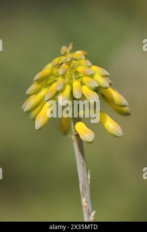 Aloe (Aloe sinkatana), inflorescence, native to Sudan Stock Photo