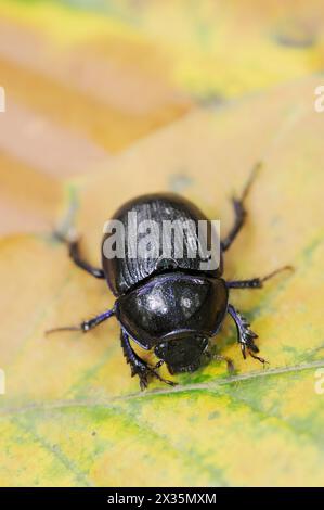 Common dung beetle or horse beetle (Geotrupes stercorarius), North Rhine-Westphalia, Germany Stock Photo