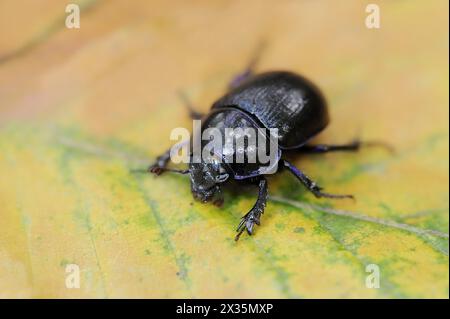 Common dung beetle or horse beetle (Geotrupes stercorarius), North Rhine-Westphalia, Germany Stock Photo