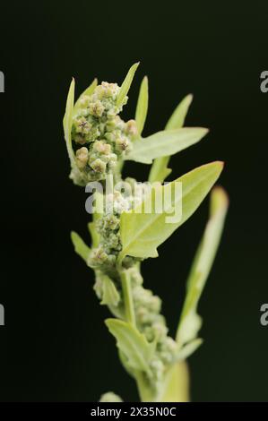 Red goosefoot or red goosefoot (Oxybasis rubra, Chenopodium rubrum ...