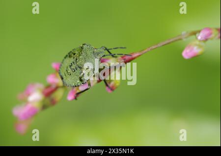 Green stink bug or green shield bug (Palomena prasina), nymph, North Rhine-Westphalia, Germany Stock Photo