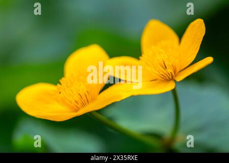Marsh marigold (Caltha palustris), Ranunculaceae, spring, Lippachtal, Muehlheim, Upper Danube Nature Park, Baden-Wuerttemberg, Germany Stock Photo