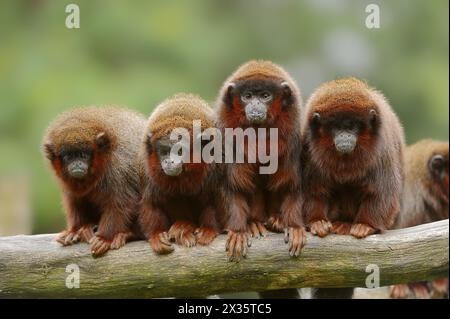 Red jumping monkey or red titi (Plecturocebus cupreus, Callicebus cupreus), captive, occurring in Brazil and Peru Stock Photo