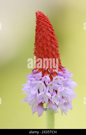 Orchid primrose or orchid primrose (Primula vialii), ornamental plant, occurring in China Stock Photo