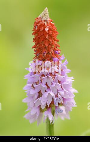 Orchid primrose or orchid primrose (Primula vialii), ornamental plant, occurring in China Stock Photo