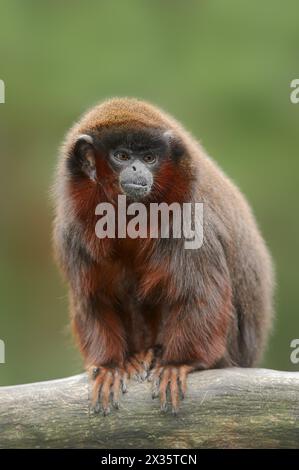 Red jumping monkey or red titi (Plecturocebus cupreus, Callicebus cupreus), captive, occurring in Brazil and Peru Stock Photo