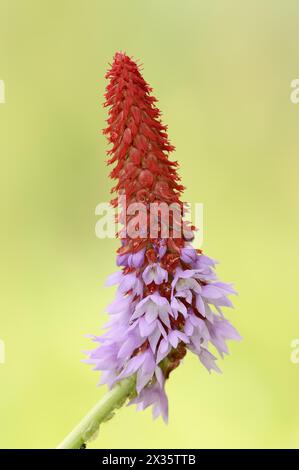 Orchid primrose or orchid primrose (Primula vialii), ornamental plant, occurring in China Stock Photo