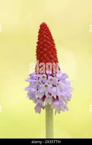 Orchid primrose or orchid primrose (Primula vialii), ornamental plant, occurring in China Stock Photo