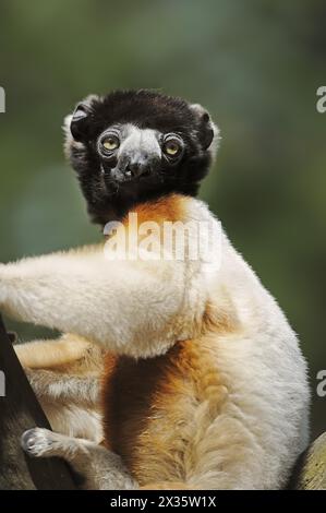 Propithecus Facial Expression Crown sifaka (Propithecus coronatus, Propithecus verreauxi coronatus ...
