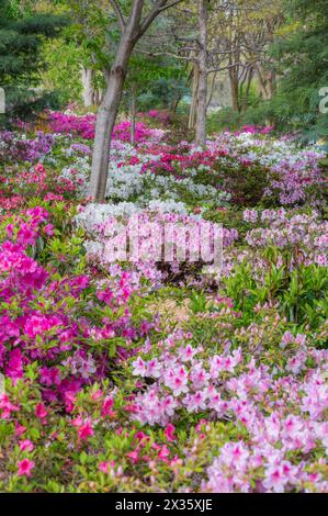 Blooming azalea plants in a springtime garden. Stock Photo