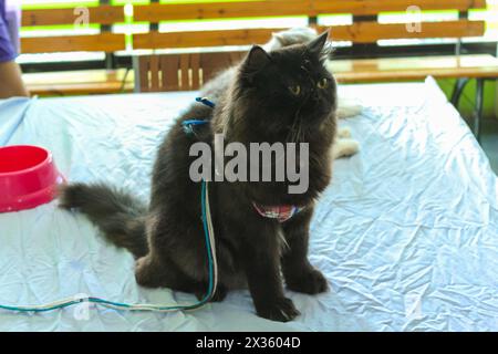 Cat of the breed called exotic in Nong Nooch botanical garden, Pattaya, Thailand Stock Photo