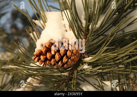 Close-up of fresh snow on pine (Pinus) cone on a tree branch in Montana Stock Photo