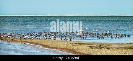 Migrating limicolae (stints, dunlin and curlew sandpiper predominate) on coast of Arabatskaya Strelka, Lake Sivash. May stop-overs Stock Photo