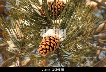Close-up of fresh snow on pine (Pinus) cones on a tree branch in Montana Stock Photo