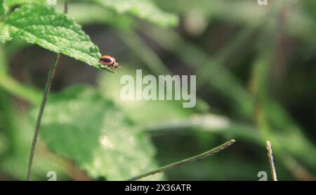Macro photography of a ladybug perched on leaves Stock Photo
