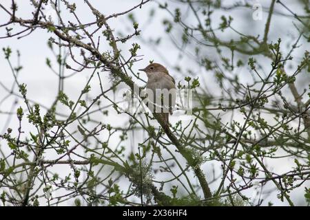 Milford Common, Godalming. 24th April 2024. A cloudy end to the day for the Home Counties with isolated sunny spells. A nightingale (luscinia megarhynchos) perched in a tree at Milford Common near Godalming in Surrey. Credit: james jagger/Alamy Live News Stock Photo