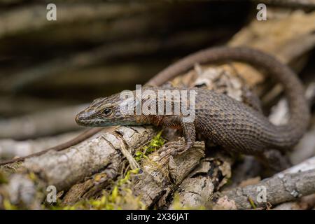 A blue-throated keeled lizard Algyroides nigropunctatus resting between branches, Cres Croatia Cres Croatia Stock Photo