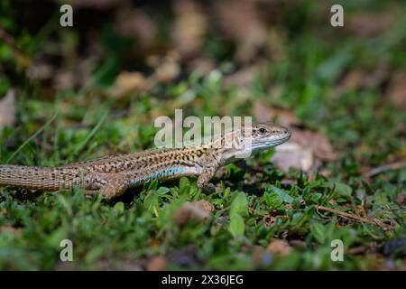 A Dalmatian wall lizard Podarcis melisellensis resting in the grass, sunndy day in springtime, Cres Croatia Cres Croatia Stock Photo