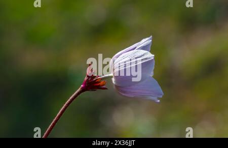 A light pink anemone with a blurred background Stock Photo